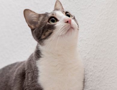 Assurez la santé de votre chat dès maintenant avec une mutuelle sans délai de carence
