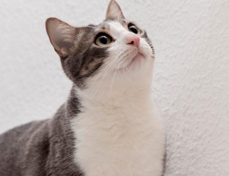 Assurez la santé de votre chat dès maintenant avec une mutuelle sans délai de carence