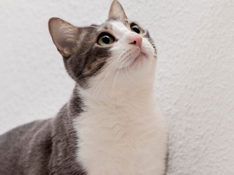 Assurez la santé de votre chat dès maintenant avec une mutuelle sans délai de carence